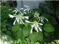 hosta